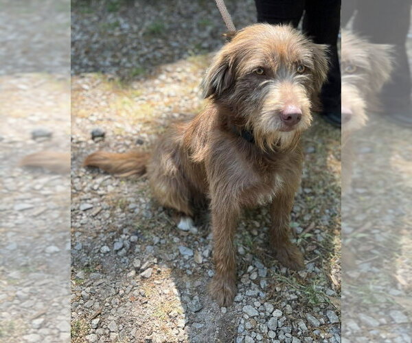 Medium Photo #3 German Wirehaired Pointer Puppy For Sale in New York, NY, USA