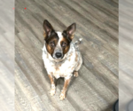Small #8 Red Heeler Mix