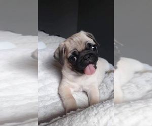 Pug Puppy for sale in INDIANAPOLIS, IN, USA