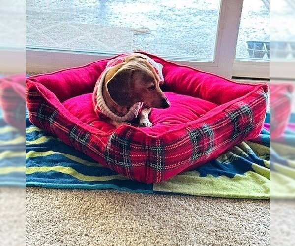Medium Photo #2 Dachshund Puppy For Sale in  Ramona, CA, USA