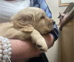 Small Photo #6 Golden Retriever Puppy For Sale in FRANKFORT, KY, USA