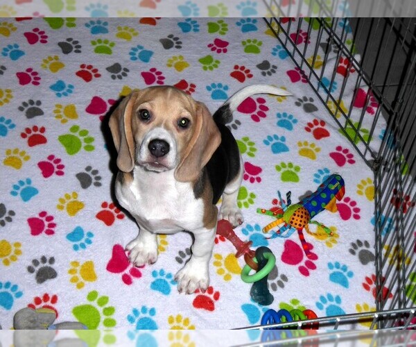 Medium Photo #11 Beagle Puppy For Sale in ORO VALLEY, AZ, USA