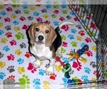 Small #10 Beagle