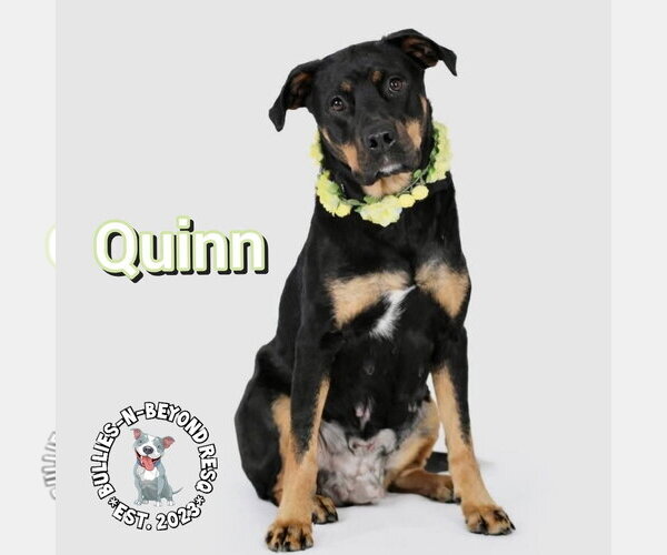 Medium Photo #1 Rottweiler-Unknown Mix Puppy For Sale in Omaha, NE, USA