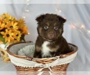 Chiranian Puppy for sale in HUFFMAN, TX, USA