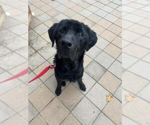 Labrador Retriever Dogs for adoption in Berkeley , CA, USA