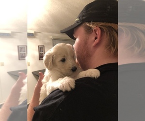 Pyredoodle Puppy for sale in TUCSON, AZ, USA