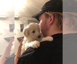 Small Photo #1 Pyredoodle Puppy For Sale in TUCSON, AZ, USA