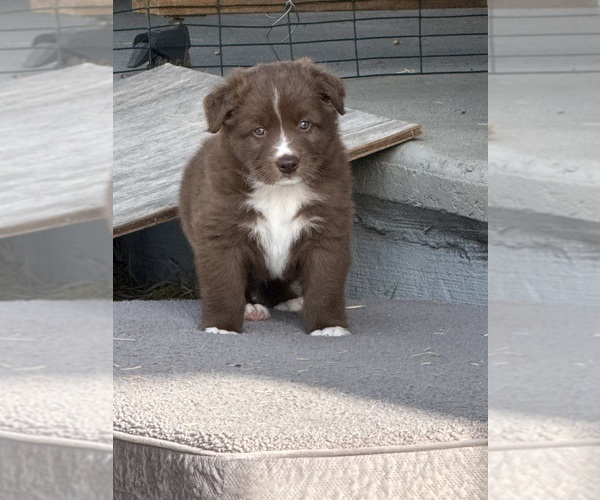 Medium Photo #2 Australian Shepherd Puppy For Sale in PANAMA CITY, FL, USA