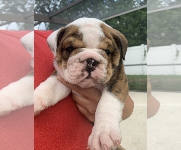 Medium Photo #2 English Bulldog Puppy For Sale in SPRING HILL, FL, USA