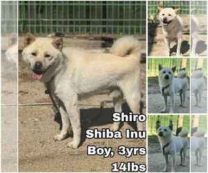 Shiba Inu Dogs for adoption in Seattle, WA, USA