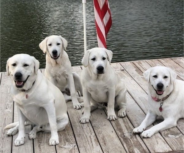 Medium Photo #2 Labrador Retriever Puppy For Sale in GREER, SC, USA