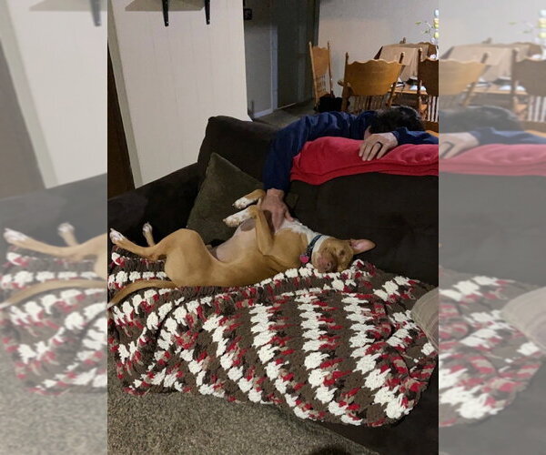 Medium Photo #2 Great Dane-Labrador Retriever Mix Puppy For Sale in Aurora, IN, USA