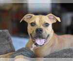 Small #10 Bullboxer Pit
