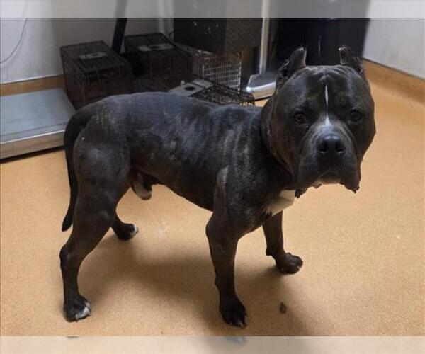 Medium Photo #1 Mutt Puppy For Sale in Martinez, CA, USA