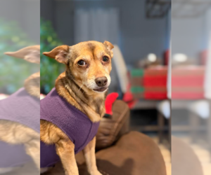 Chihuahua-Unknown Mix Dogs for adoption in Cranston, RI, USA