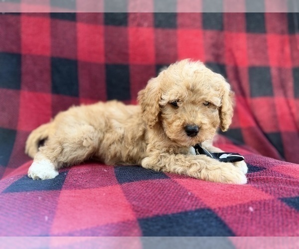 Medium Photo #4 Cavapoo (Miniature) Puppy For Sale in LAKELAND, FL, USA