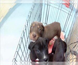 Labrador Retriever-Unknown Mix Dogs for adoption in Tulsa, OK, USA