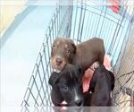 Small Labrador Retriever Mix