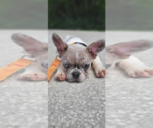French Bulldog Puppy for sale in TAMPA, FL, USA