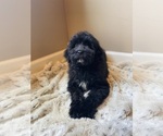 Small #5 Aussiedoodle