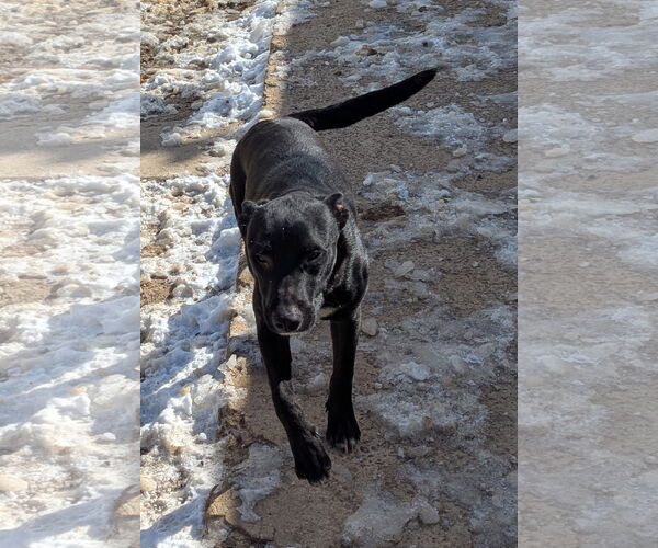 Medium Photo #6 Mutt Puppy For Sale in Munford, TN, USA
