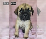 Image preview for Ad Listing. Nickname: Abby