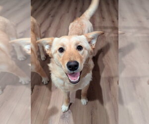 Retriever -Unknown Mix Dogs for adoption in Bellevue, WA, USA