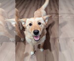 Small Retriever  Mix