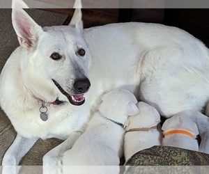 Mother of the German Shepherd Dog puppies born on 07/24/2023