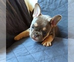 Small Photo #36 French Bulldog Puppy For Sale in MANHATTAN, NY, USA