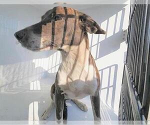 Labrador Retriever-Unknown Mix Dogs for adoption in Houston, TX, USA