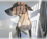 Small Labrador Retriever Mix