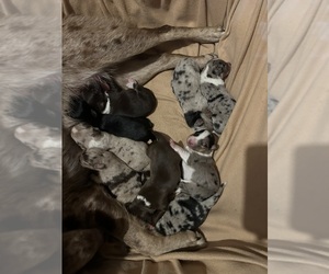 Australian Shepherd Puppy for sale in EAGLE NEST, NM, USA