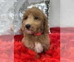 Small Photo #5 Goldendoodle (Miniature) Puppy For Sale in BULLARD, TX, USA