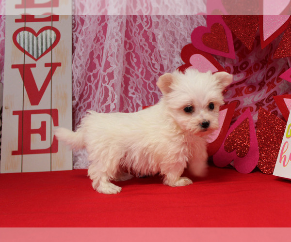 Medium Photo #14 Maltese Puppy For Sale in CHANUTE, KS, USA