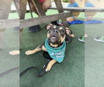 Small #1 American Pit Bull Terrier-Bulldog Mix