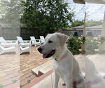 Small #3 Great Pyrenees