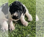 Small Photo #6 Poodle (Standard) Puppy For Sale in MARICOPA, AZ, USA