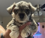 Small Schnauzer (Miniature)