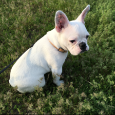 Father of the French Bulldog puppies born on 06/13/2018
