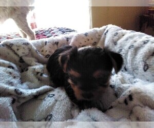 Yorkshire Terrier Puppy for sale in LE ROY, KS, USA