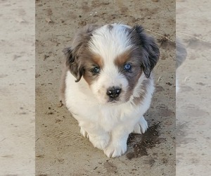 Australian Shepherd Puppy for sale in INALA, OK, USA