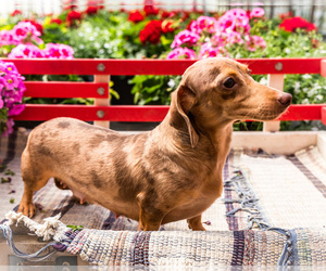 Mother of the Dachshund puppies born on 08/07/2026