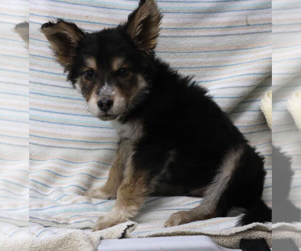 Medium Photo #1 Mutt Puppy For Sale in Minneapolis, MN, USA