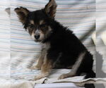 Small Mutt