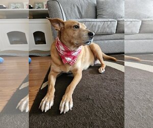 Carolina Dog-Labrador Retriever Mix Dogs for adoption in Minneapolis, MN, USA