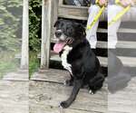 Small Photo #6 Labrador Retriever-Unknown Mix Puppy For Sale in Kennesaw, GA, USA