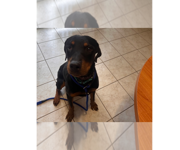 Medium Photo #1 Rottweiler Puppy For Sale in Gilbert, AZ, USA