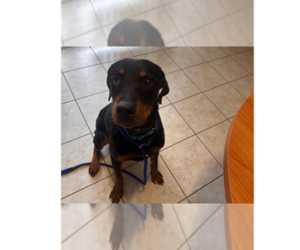 Rottweiler Dogs for adoption in Gilbert, AZ, USA